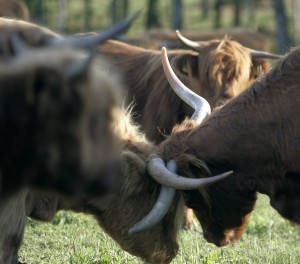 krowy szkockie highlander