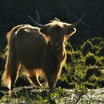 krowy szkockie highlander