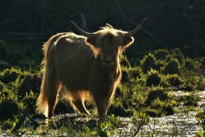 krowy szkockie highlander