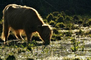 krowy szkockie highlander