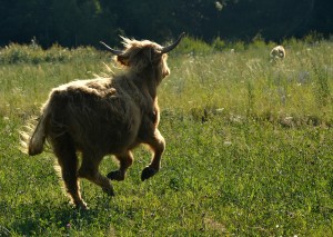 krowy szkockie highlander