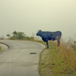 Fot. Beata Podwysocka