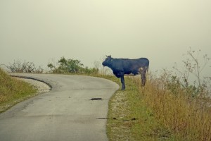 Fot. Beata Podwysocka