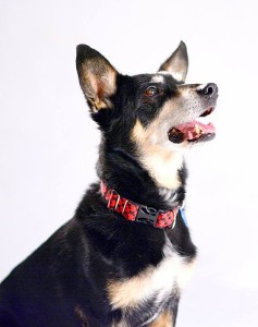 Fot. Joanna Kropielnicka