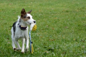 Fot. Joanna Kropielnicka