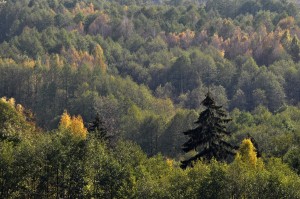 Fot. Jolanta Golinowska