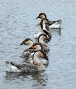 Fot. Jolanta Golinowska