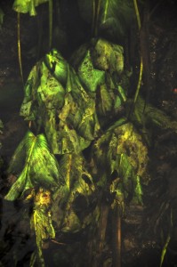 Fot. Jolanta Golinowska