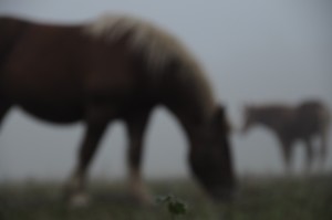 Fot. Jolanta Golinowska