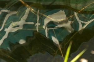 Fot. Katarzyna Kalinowska