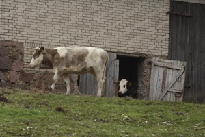 Fot. Katarzyna Kalinowska