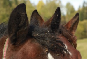 Fot. Katarzyna Kalinowska