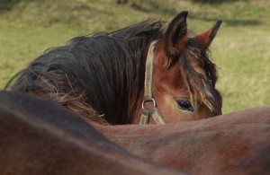 Fot. Katarzyna Kalinowska