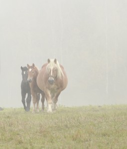 Fot. Katarzyna Kalinowska
