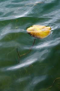 Fot. Małgorzata Marczuk