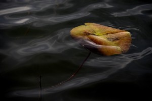 Fot. Renata Zwięglińska