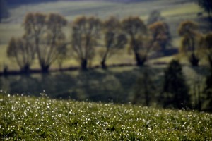 Fot. Renata Zwięglińska