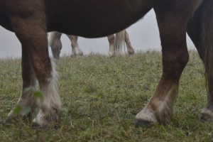 Fot. Renata Zwięglińska