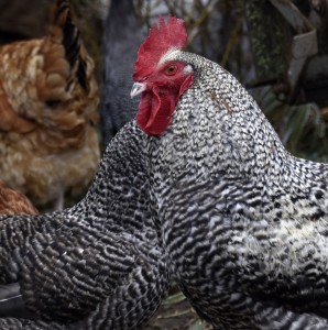 Fot. Renata Zwięglińska