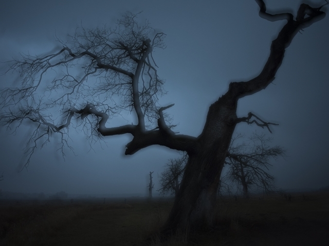 tarabula-taida_landscape_oaka