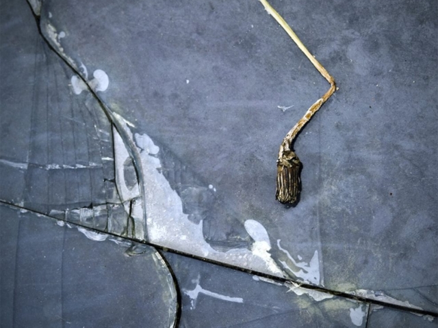 tarabula_destrutiona