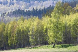 Fot. Krzysztof Tomaszewski