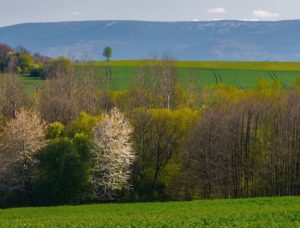 Fot. Zbigniew Kądzielski