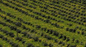 Fot. Zbigniew Kądzielski