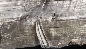 Fot. Zbigniew Kądzielski