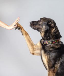 Warsztaty fotografii psów