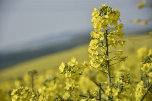 Warsztaty fotografii na Morawach