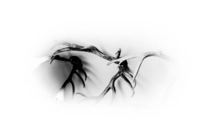 Warsztaty fotografii na Morawach