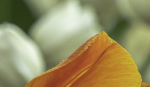 Warsztaty fotografii na Morawach