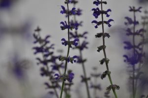 Warsztaty fotografii na Morawach