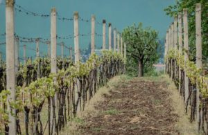 Warsztaty fotografii na Morawach