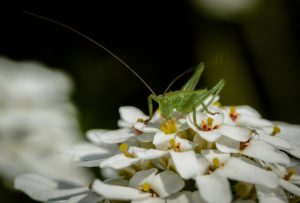 Warsztaty fotografii na Morawach